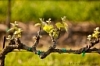 Апрельские виноградники нуждаются в особом уходе