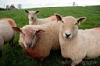 Животноводам напоминают о весенних рисках пастереллёза овец и профилактике
