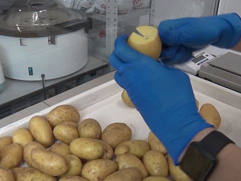 В Астрахани проверили импортный картофель на вирусы и вредителей